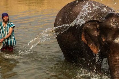 Thailand-Elephant-feature